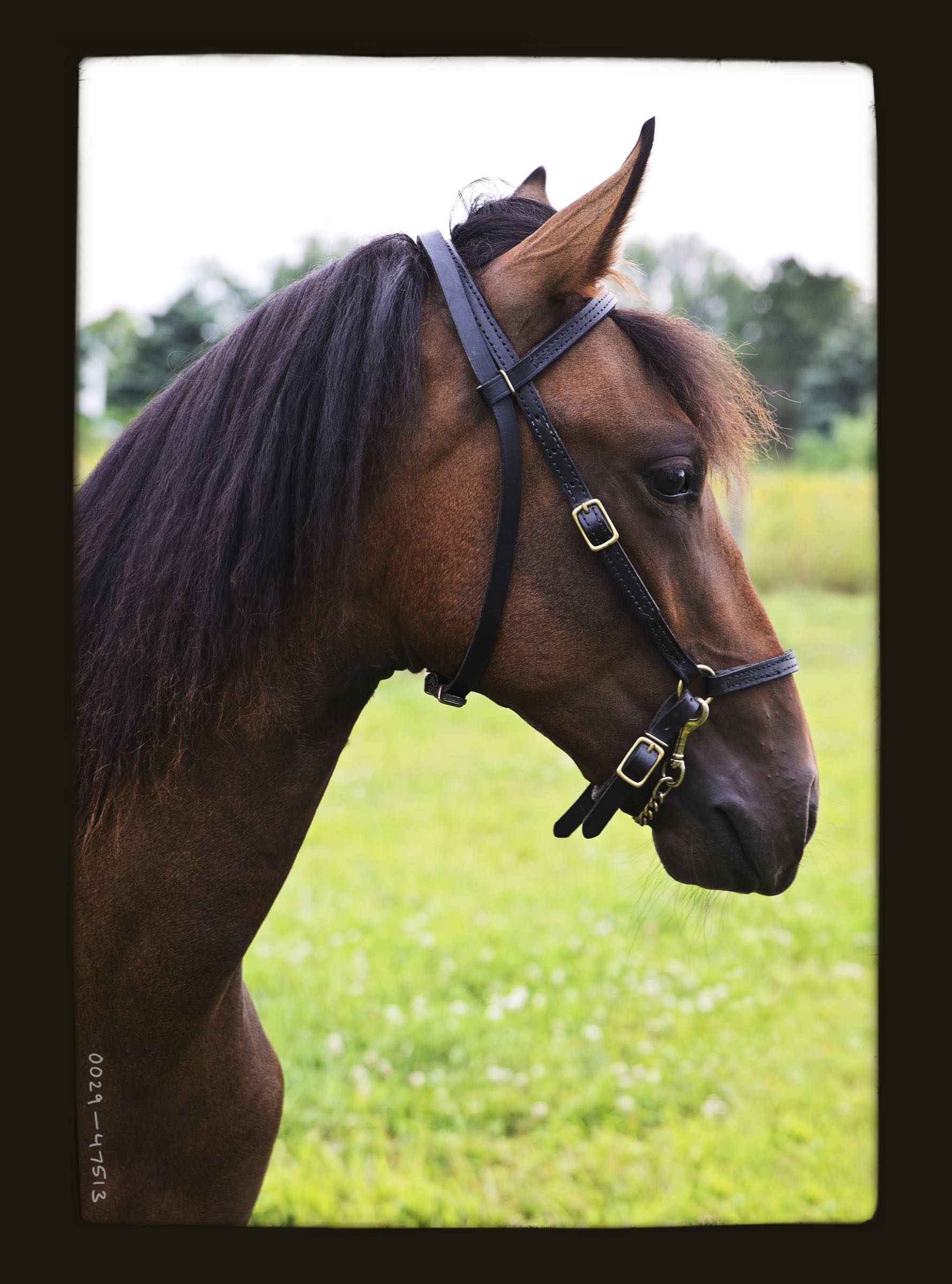 paso-fino-horses-for-sale-at-evensong-farm-in-ohio