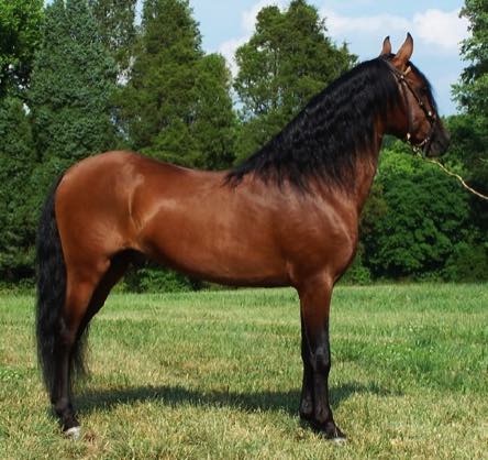 Learn About the Paso Fino